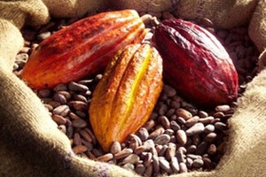 Mounting evidence demonstrates improved cognitive function from cocoa flavanol consumption