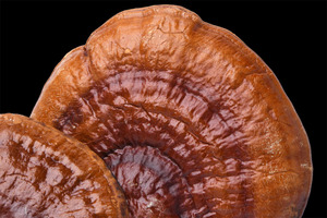 Mushroom misinformation? Time to stop debating nomenclature and look at the evidence (part II)
