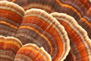 Mushroom misinformation? Time to stop debating nomenclature and look at the evidence (part I)