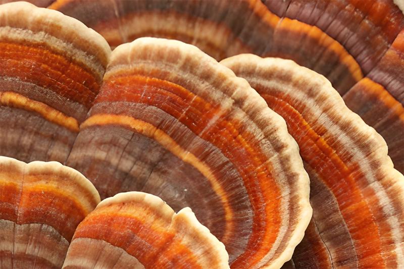 Mushroom misinformation? Time to stop debating nomenclature and look at the evidence (part I)