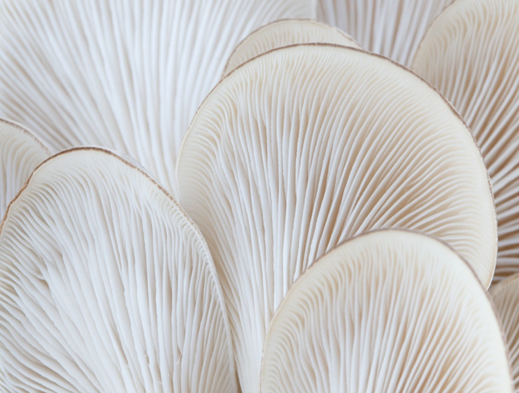 MycoTechnology and OIA establish alternative protein venture