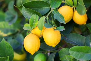 MycoTechnology's natural F&B flavour, ClearHT, deemed GRAS by FEMA
