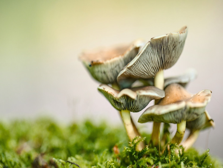 MycoTechnology secures $85m funding round