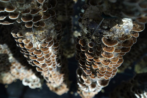 Nammex cultivates organic turkey tail mushrooms for the dietary supplements market
