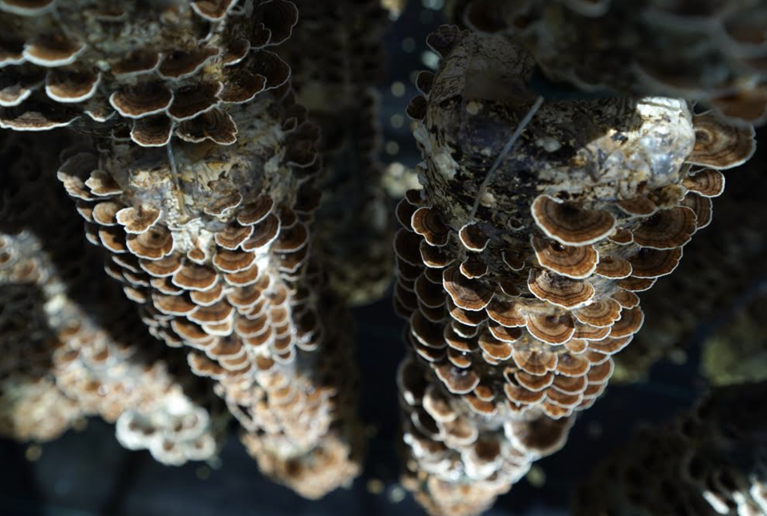 Nammex cultivates organic turkey tail mushrooms for the dietary supplements market