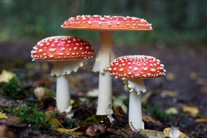 Nammex expands concentrated mushroom extracts GRAS list