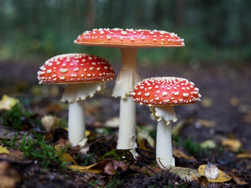 Nammex expands concentrated mushroom extracts GRAS list