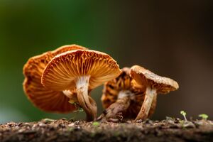 Nammex experts to share functional mushroom insights at SupplySide Global