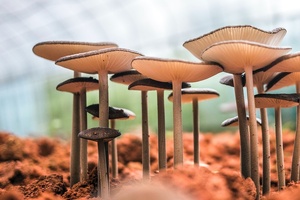 Nammex petitions FDA to clarify "mushroom" from "mycelium" ingredients