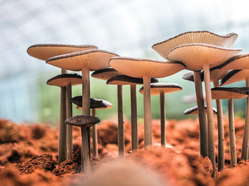 Nammex petitions FDA to clarify "mushroom" from "mycelium" ingredients