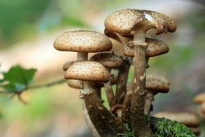 Nammex showcases its functional mushroom ingredients at SupplySide West