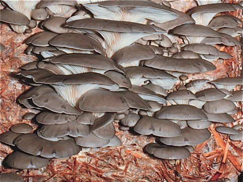 Nammex to introduce two new functional mushroom ingredients at SupplySide West
