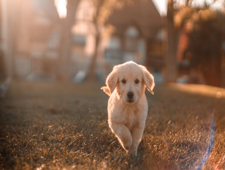 National Animal Supplement Council names Colorcon preferred supplier