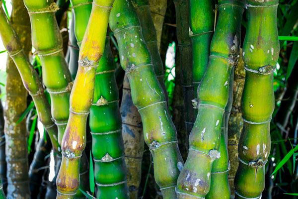 Natural ingredients continue to tempt consumers, says Cornelius
