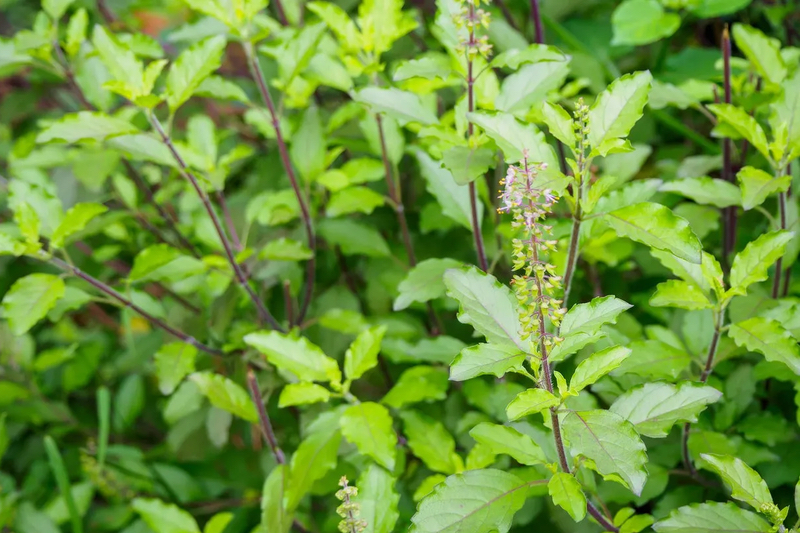 Natural Remedies assigned holy basil through ABC’s adopt-a-herb programme