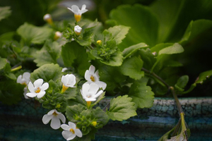Natural Remedies establishes the Herb Secure Programme