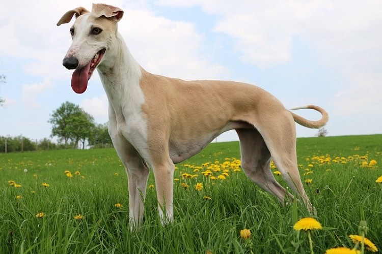 Naturalea nutraceutical shows benefits for dogs with IBD
