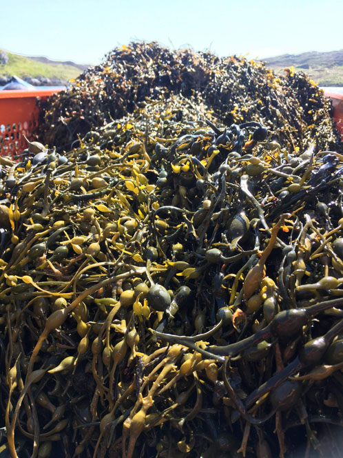 Naturally innovative seaweed
