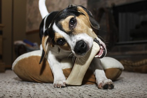 Naturally Splendid signs agreement with Canature to develop HempOmega pet food