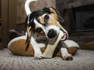 Naturally Splendid signs agreement with Canature to develop HempOmega pet food