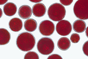 Nature’s food of the future: microalgae  