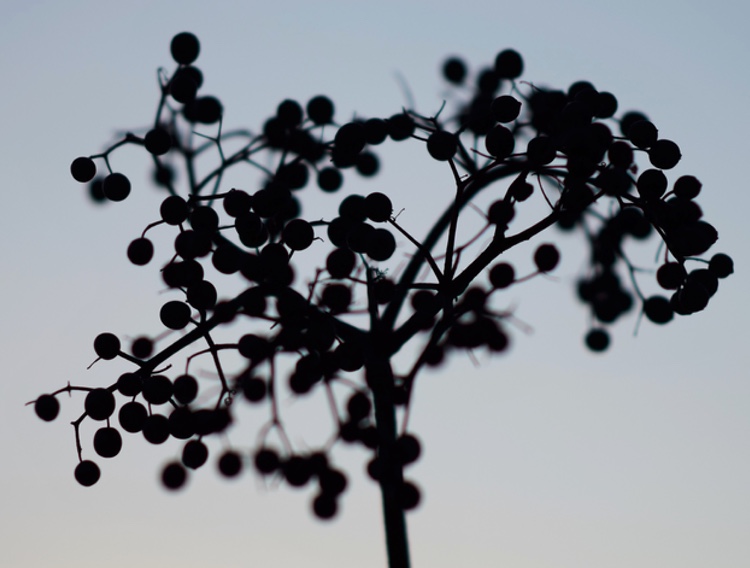 Nektium expands elderberry extract range to include concentrated and organic forms