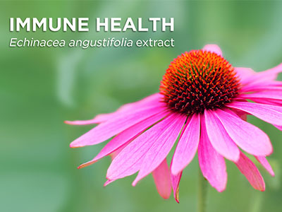 Nektium introduces immune booster Echinacea angustifolia