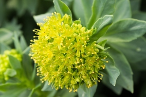 Nektium secures new CITES trade permits for Rhodiola rosea raw material