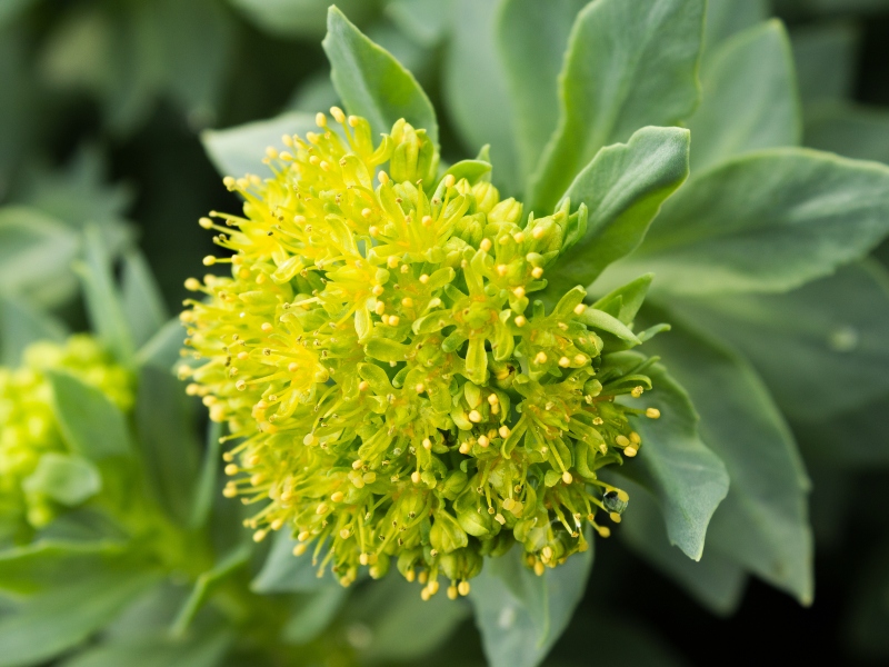 Nektium secures new CITES trade permits for Rhodiola rosea raw material