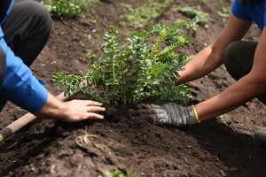 Nektium supply chain aligned with CITES on Rhodiola rosea