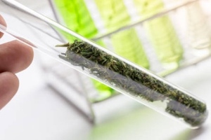 Neptune and Tetra Bio-Pharma to develop purified cannabinoid oil-based products
