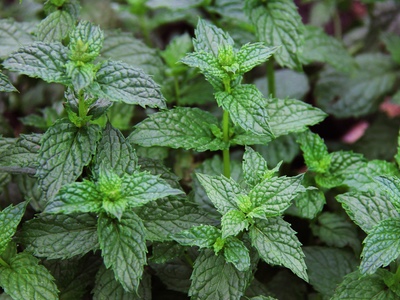 Neumentix spearmint extract enhances reaction time, focus and agility