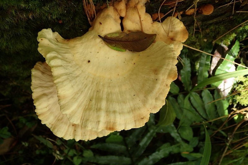 New antioxidant discovered in L. cremeiporus mushrooms