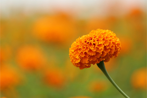New Australian study puts the focus on Lutein and Zeaxanthin