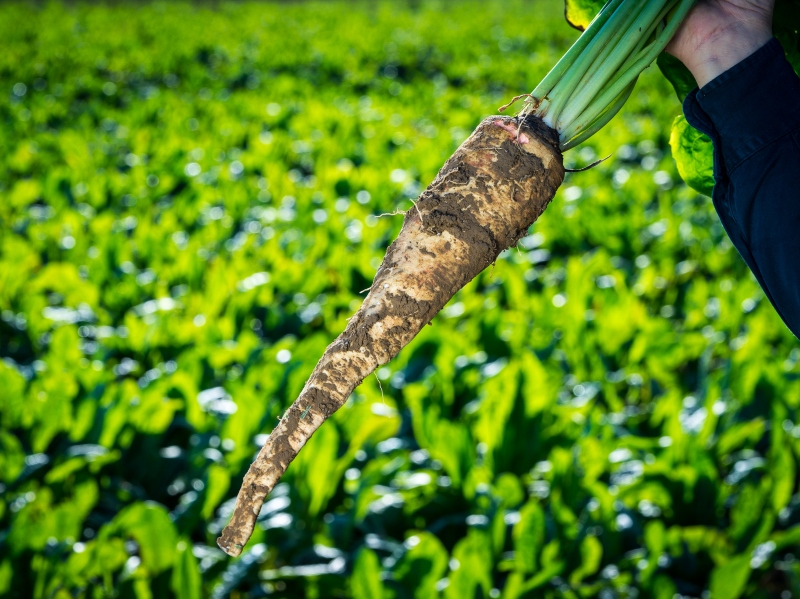 New consumer survey reveals demand for scientifically proven prebiotics