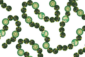 New enzyme discovered in cyanobacteria could accelerate marine biotechnology and drug development