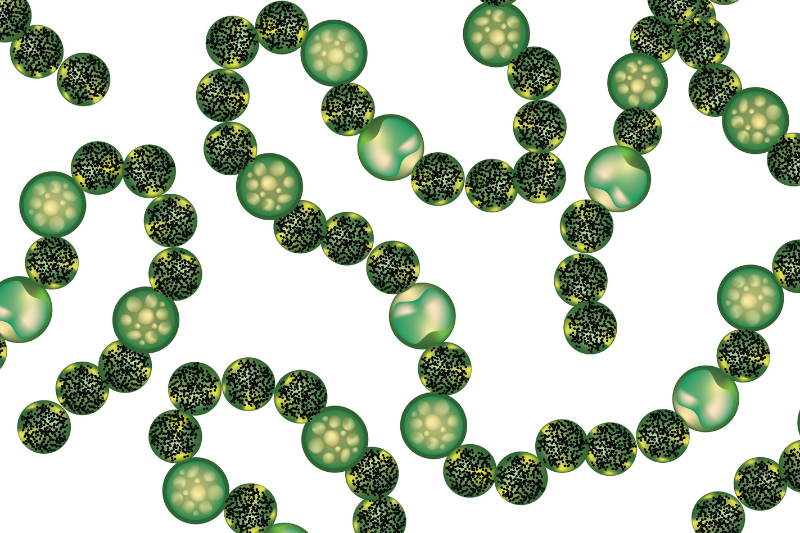 New enzyme discovered in cyanobacteria could accelerate marine biotechnology and drug development