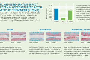 New in vivo data evidence Peptan’s efficacy in regenerating cartilage and reducing joint inflammation