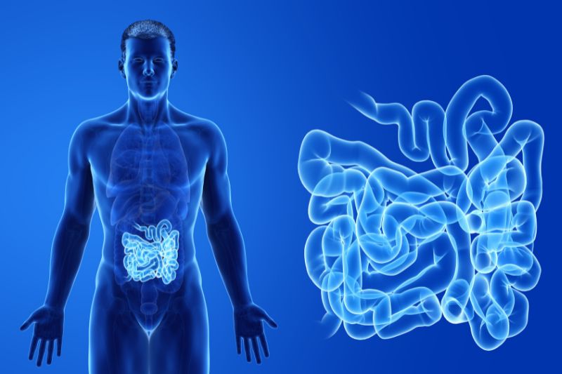 New method for increasing stability of oxygen-sensitive gut bacteria discovered