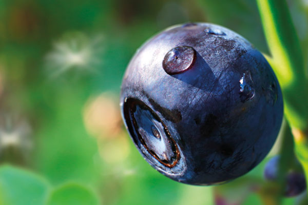 New milestone for wild organic forest berry ingredients
