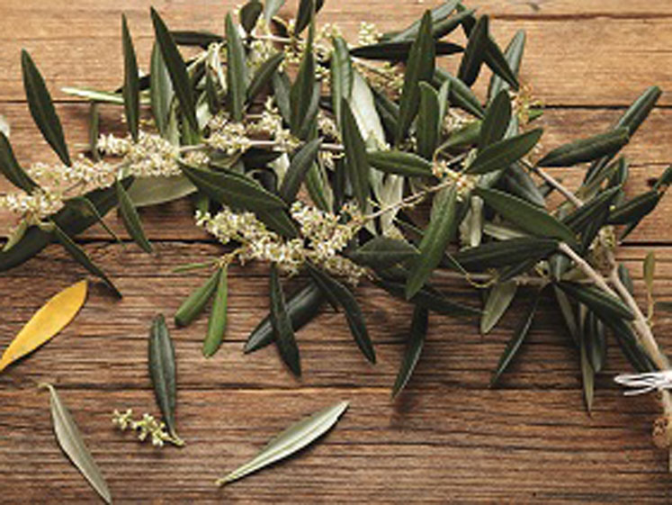 New olive leaf study shows extract helps halt viral lifecycle