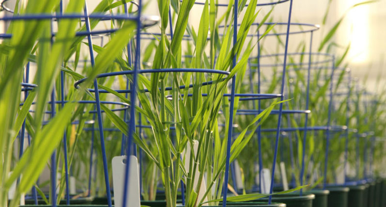 New polysaccharide discovered in barley