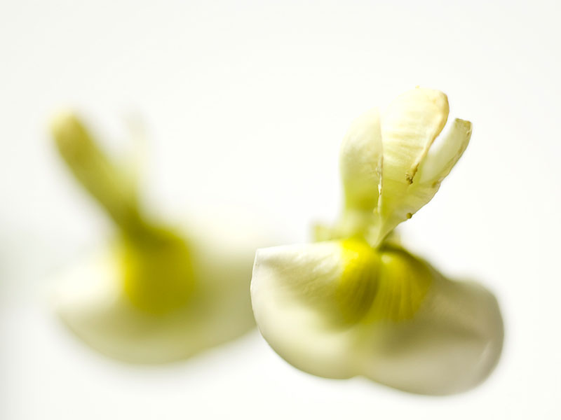 New positive results for Quercefit, Indena quercetin Phytosome
