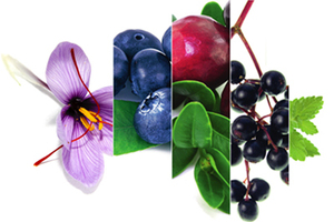 New proprietary publication on Memophenol
