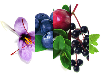 New proprietary publication on Memophenol