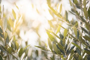 New report supports olive leaf polyphenol extract Olecol as alternative to Monacolin K for lipid management
