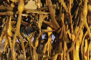 New seaweed innovations improve nutrient release and reduce negative flavours: study shows