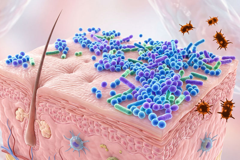 New species may play a key role in skin health