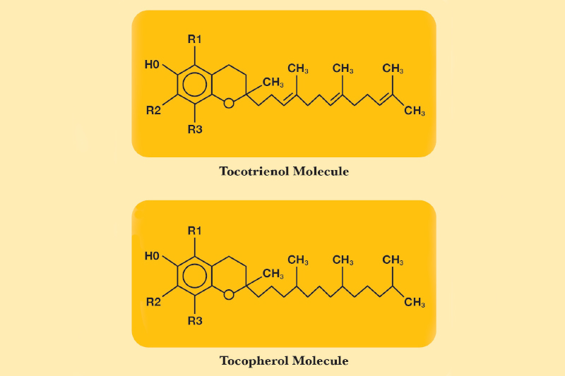 New study challenges long-held beliefs about tocotrienols and tocopherols