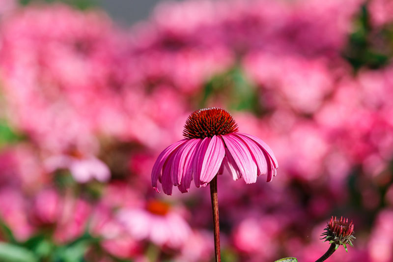 New study confirms beneficial effects of Echinacea in the immune system